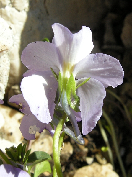 Viola magellensis / Viola della Majella